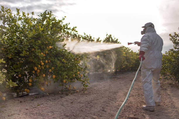 Best Pest Removal Services  in Rosedale, MD