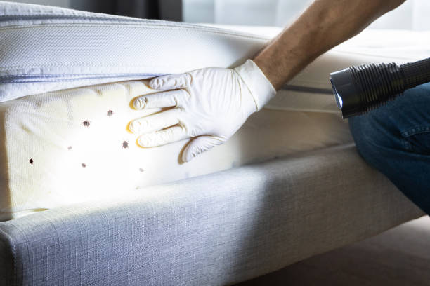 Pest Prevention Services in Rosedale, MD