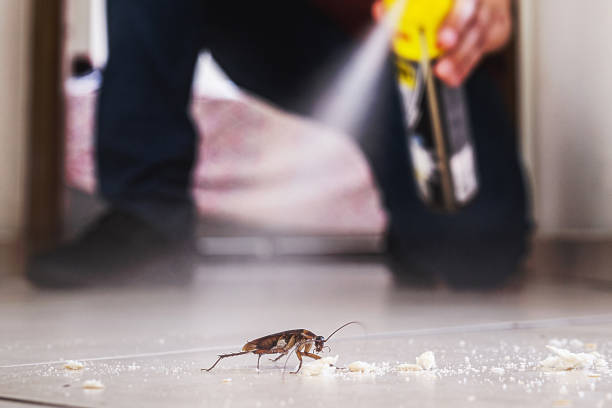 Reliable Rosedale, MD Pest Control Solutions