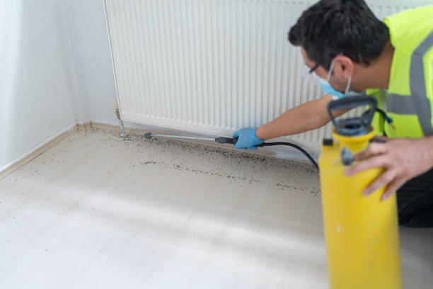 Best Local Pest Control Services  in Rosedale, MD